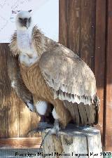 Pájaro Buitre leonado - Gyps fulvus. Granada